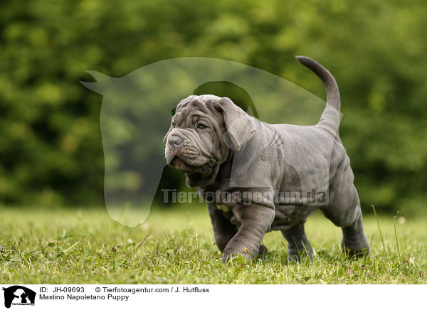 Mastino Napoletano Puppy / JH-09693