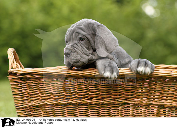 Mastino Napoletano Welpe / Mastino Napoletano Puppy / JH-09695