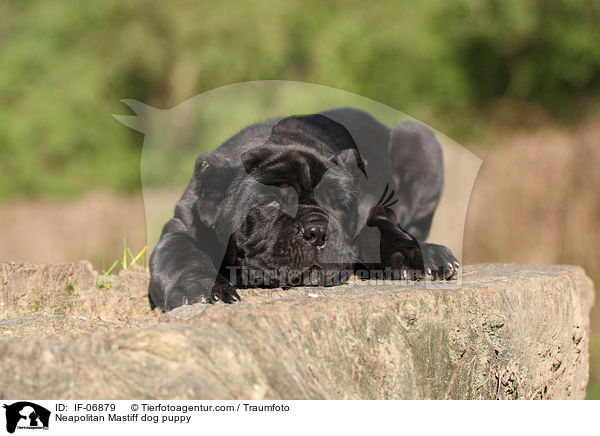 Mastino Napoletano Welpe / Neapolitan Mastiff dog puppy / IF-06879