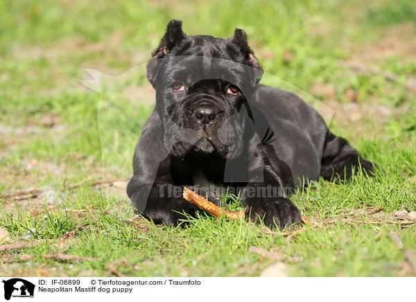Mastino Napoletano Welpe / Neapolitan Mastiff dog puppy / IF-06899