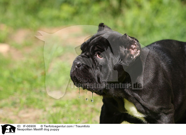 Mastino Napoletano Welpe / Neapolitan Mastiff dog puppy / IF-06906