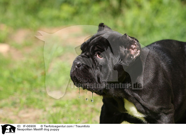 Neapolitan Mastiff dog puppy / IF-06906