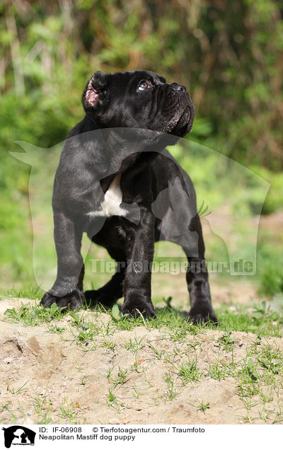 Neapolitan Mastiff dog puppy / IF-06908