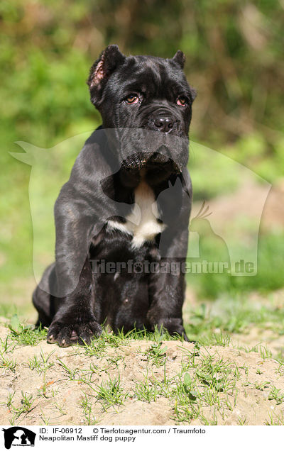 Neapolitan Mastiff dog puppy / IF-06912