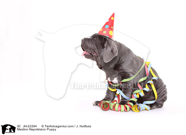 Mastino Napoletano Welpe / Mastino Napoletano Puppy / JH-22294
