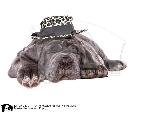 Mastino Napoletano Welpe / Mastino Napoletano Puppy / JH-22301