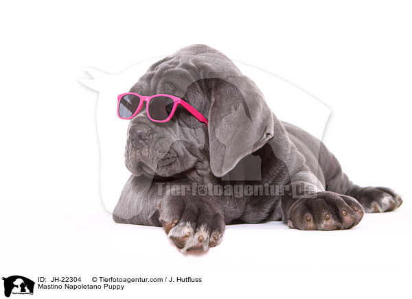 Mastino Napoletano Welpe / Mastino Napoletano Puppy / JH-22304
