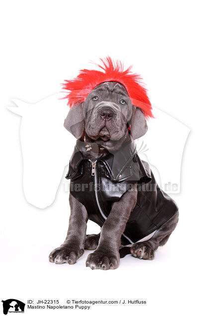 Mastino Napoletano Puppy / JH-22315