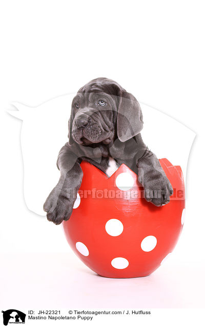 Mastino Napoletano Welpe / Mastino Napoletano Puppy / JH-22321