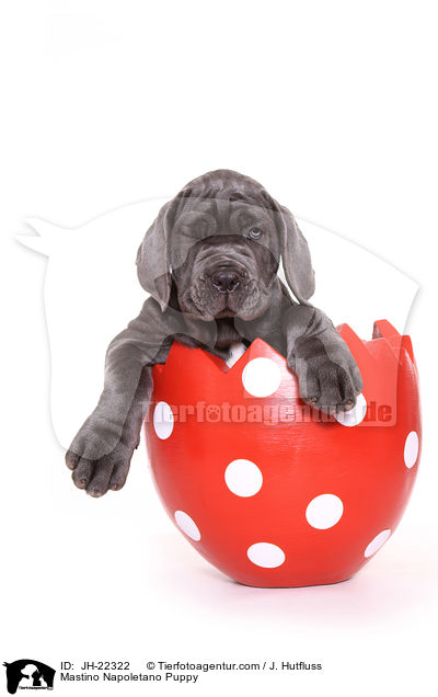 Mastino Napoletano Welpe / Mastino Napoletano Puppy / JH-22322