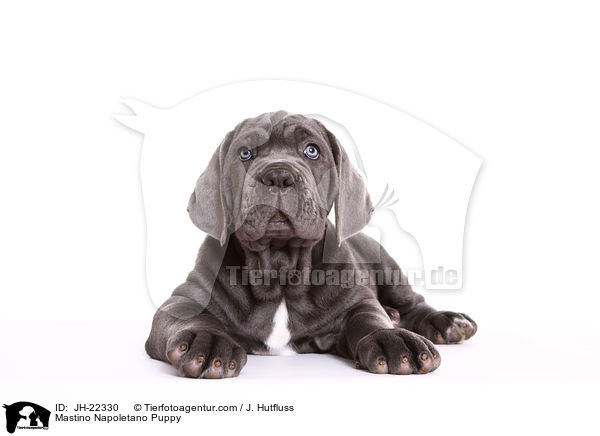 Mastino Napoletano Puppy / JH-22330