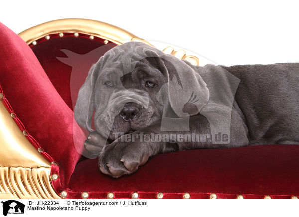 Mastino Napoletano Puppy / JH-22334