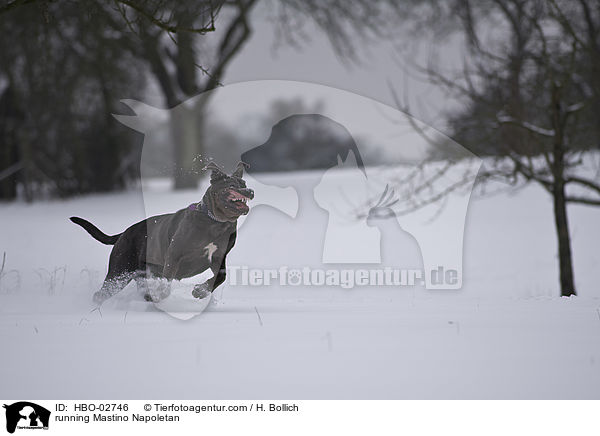 rennender Mastino Napoletano / running Mastino Napoletan / HBO-02746