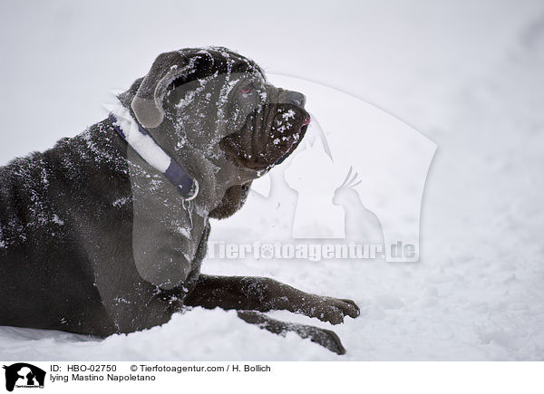 liegender Mastino Napoletano / lying Mastino Napoletano / HBO-02750