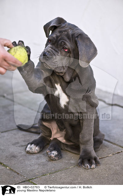 junger Mastino Napoletano / young Mastino Napoletano / HBO-02763