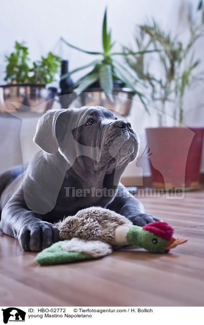 junger Mastino Napoletano / young Mastino Napoletano / HBO-02772