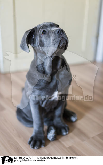 junger Mastino Napoletano / young Mastino Napoletano / HBO-02774