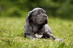 Mastino Napoletano Puppy