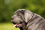 Mastino Napoletano Puppy