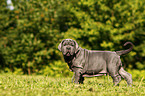 Mastino Napoletano Puppy