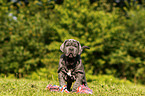 Mastino Napoletano Puppy