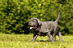 Mastino Napoletano Puppy