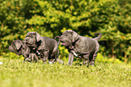 Mastino Napoletano Puppies