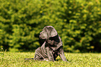 Mastino Napoletano Puppy