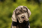 Mastino Napoletano Puppy