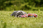 Mastino Napoletano Puppy