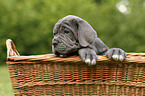 Mastino Napoletano Puppy