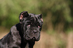 Neapolitan Mastiff dog puppy