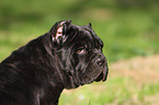 Neapolitan Mastiff dog puppy