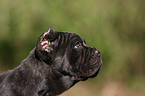 Neapolitan Mastiff dog puppy