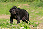 Neapolitan Mastiff dog puppy