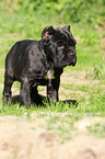 Neapolitan Mastiff dog puppy