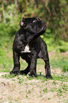 Neapolitan Mastiff dog puppy