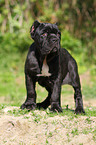 Neapolitan Mastiff dog puppy