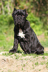 Neapolitan Mastiff dog puppy