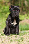 Neapolitan Mastiff dog puppy