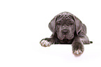 Mastino Napoletano Puppy