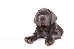 Mastino Napoletano Puppy