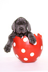 Mastino Napoletano Puppy