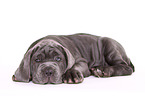 Mastino Napoletano Puppy