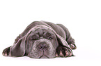 Mastino Napoletano Puppy