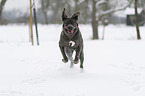 running Mastino Napoletan