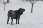 Mastino Napoletano