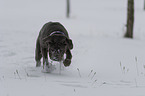 running Mastino Napoletan