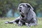 lying Mastino Napoletano