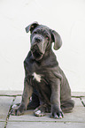 young Mastino Napoletano